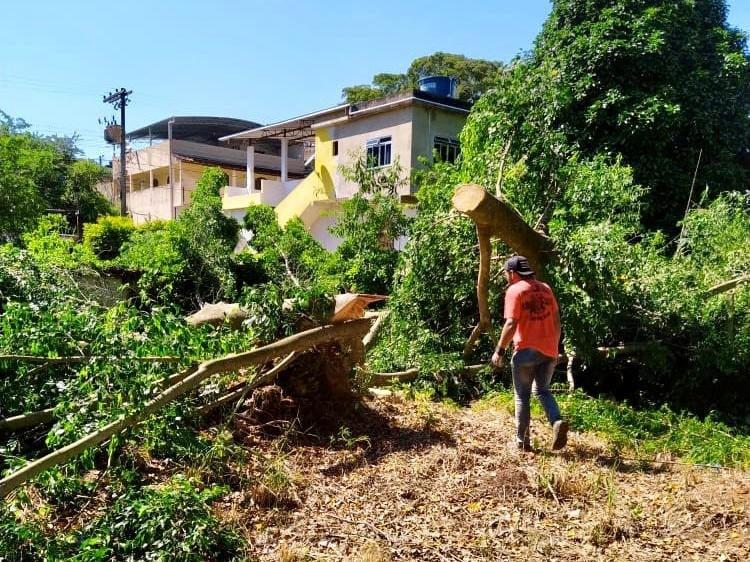 DEFESA CIVIL: ÁRVORE COM RISCO DE QUEDA É CORTADA NO DISTRITO DE PALMITAL